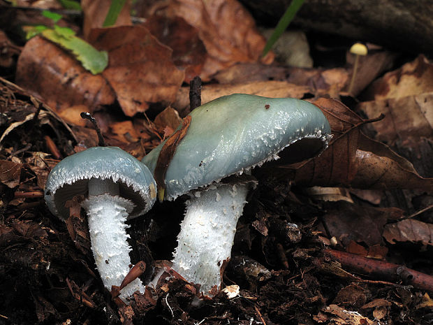 golierovka Stropharia sp.