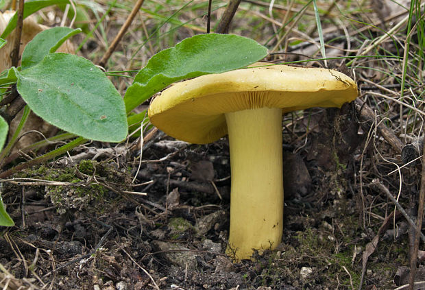 čírovka osiková Tricholoma frondosae Kalamees & Shchukin