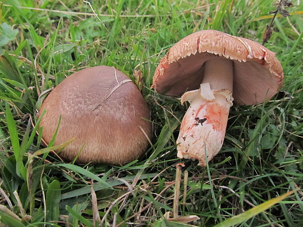 pečiarka Langeho ? Agaricus langei (F.H. Møller) F.H. Møller