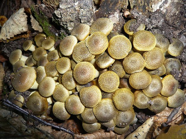 podpňovka žltá? Armillaria gallica Marxm. & Romagn.