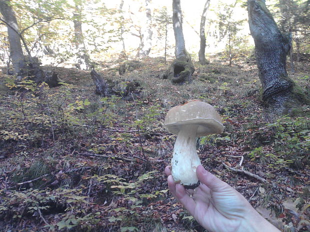 hríb smrekový Boletus edulis Bull.