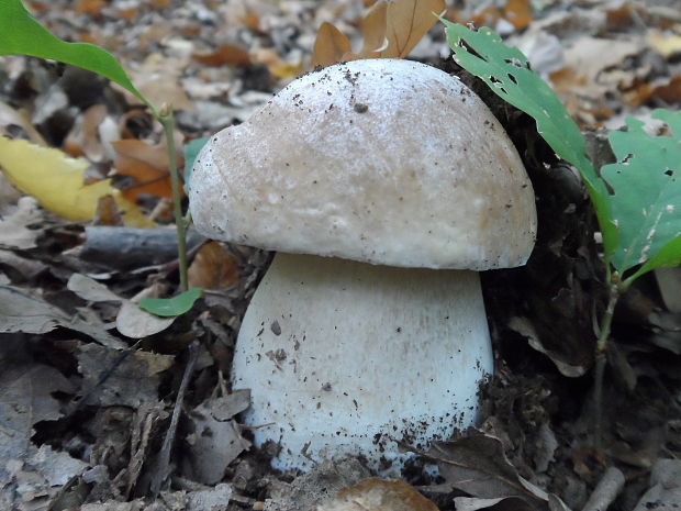 hríb smrekový Boletus edulis Bull.