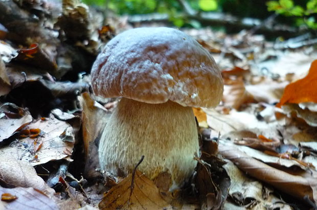 hríb dubový Boletus reticulatus Schaeff.