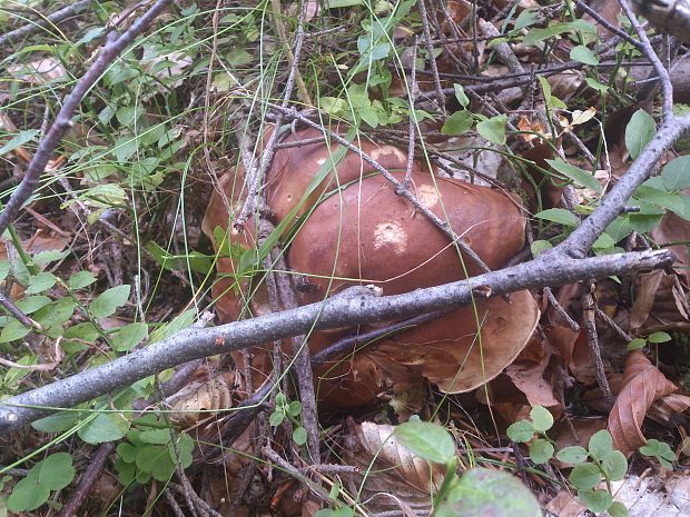 hríb smrekovy Boletus reticulatus Schaeff.