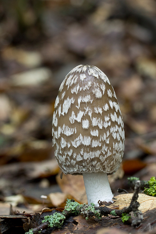 hnojník strakatý Coprinopsis picacea (Bull.) Redhead, Vilgalys & Moncalvo