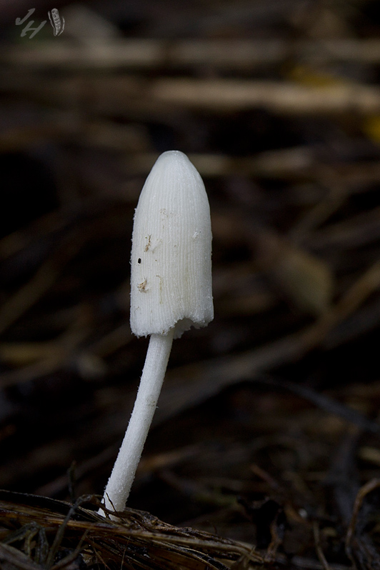 hnojník Coprinopsis sp.