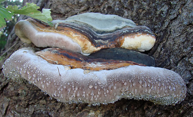 práchnovček pásikavý Fomitopsis pinicola (Sw.) P. Karst.