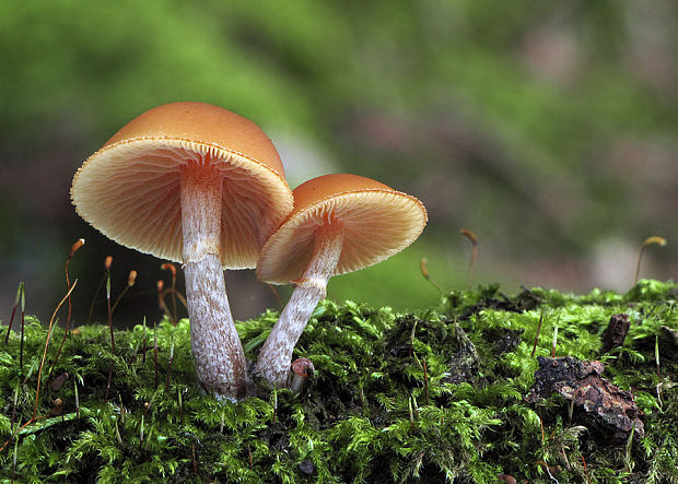 kapucňovka okrovohnedastá Galerina marginata (Batsch) Kühner