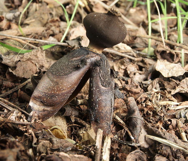 hviezdovka klenbová Geastrum fornicatum (Huds.) Hook.