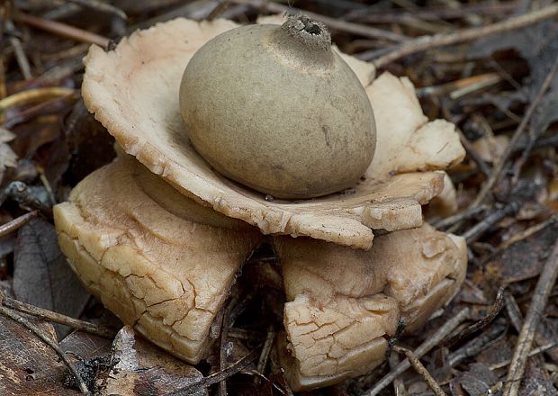 hviezdovka trojitá Geastrum triplex Jungh.