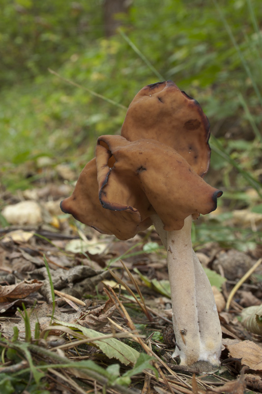 ušiak mitrovitý Gyromitra infula (Schaeff.) Quél.