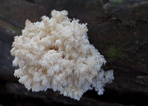 koralovec jedľový Hericium alpestre Pers.