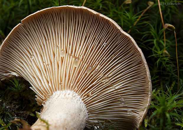 rýdzik cigóriový Lactarius helvus (Fr.) Fr.