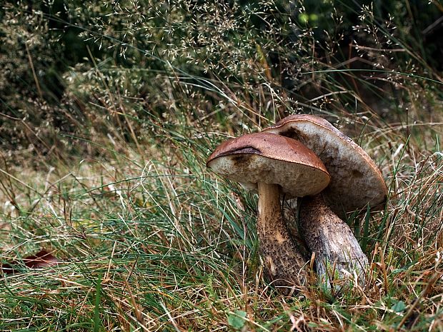 kozák brezový Leccinum scabrum (Bull.) Gray