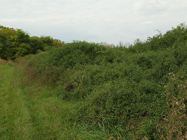 kustovnica cudzia -biotop Lycium barbarum L.