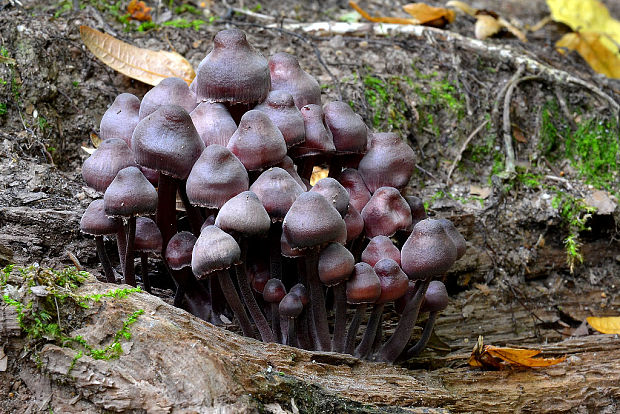 prilbička krvavomliečna Mycena haematopus (Pers.) P. Kumm.