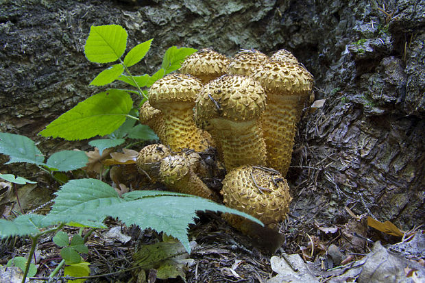 šupinovka šupinatá Pholiota squarrosa (Vahl) P. Kumm.