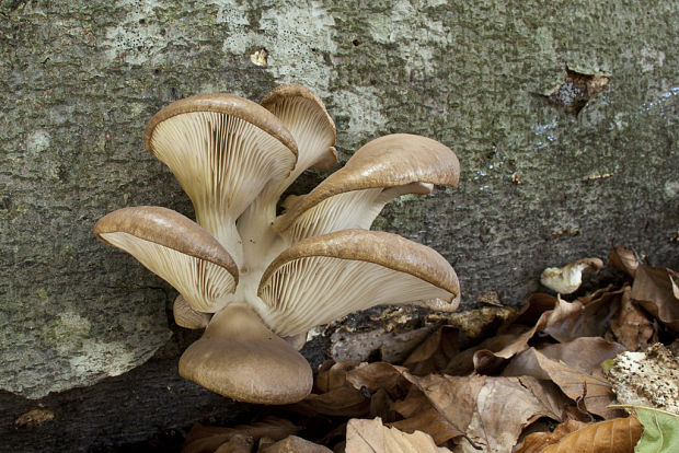 hliva buková Pleurotus pulmonarius (Fr.) Quél.