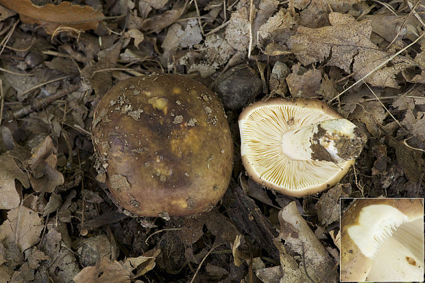 plávka Russula sp.