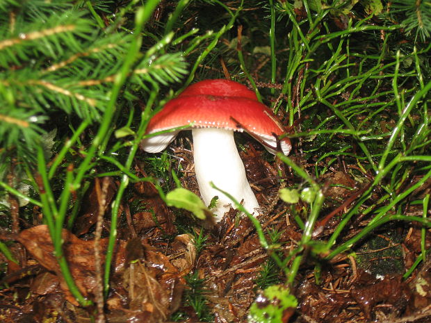 plávka Russula sp.