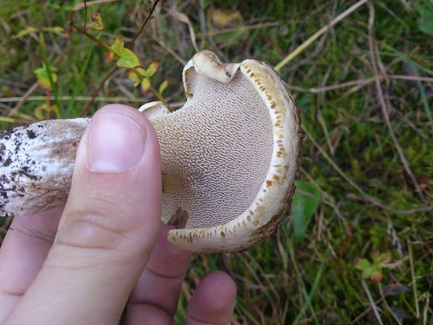 jelenkovec škridlicovitý Sarcodon imbricatus (L.) P. Karst.