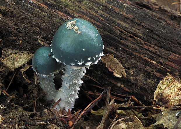 golierovka Stropharia sp.