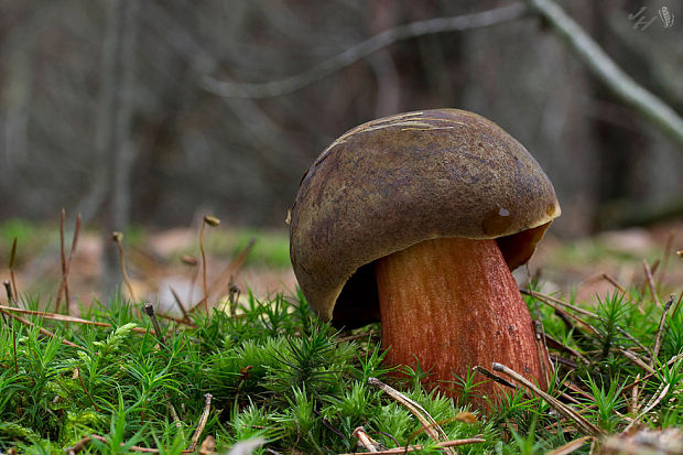 hríb zrnitohlúbikový Sutorius luridiformis (Rostk.) G. Wu & Zhu L. Yang