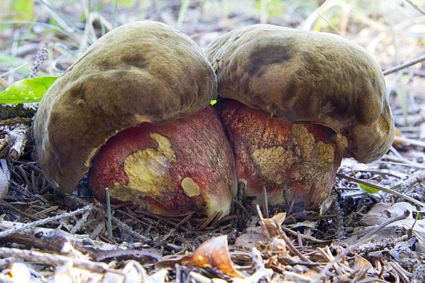 hríb zrnitohlúbikový Sutorius luridiformis (Rostk.) G. Wu & Zhu L. Yang