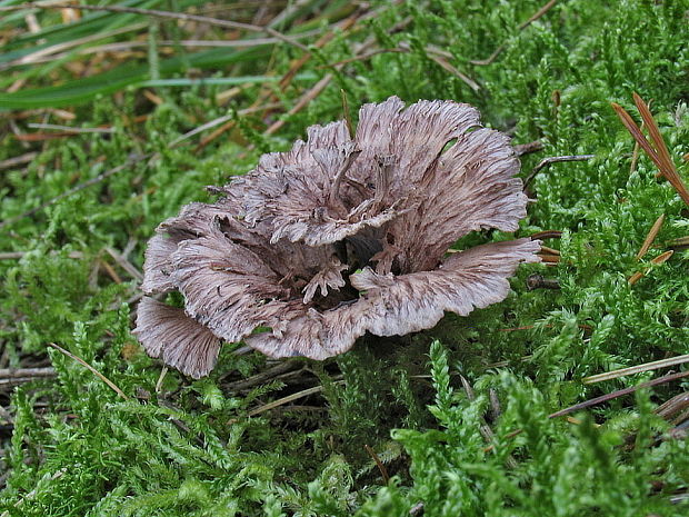 plesňovka klinčekovitá Thelephora caryophyllea (Schaeff.) Pers.