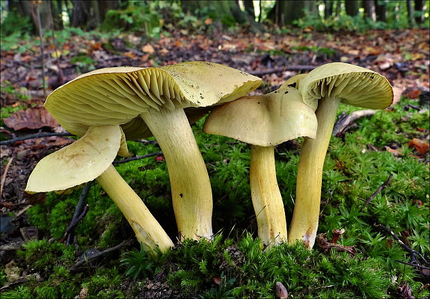 čírovka sírovožltá Tricholoma sulphureum (Bull.) P. Kumm.