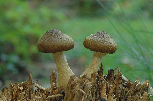 podpňovka žltá Armillaria gallica Marxm. & Romagn.