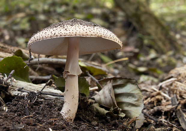 bedlička ostrošupinatá Echinoderma asperum (Pers.) Bon