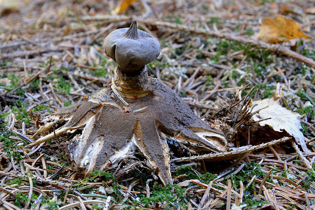 hviezdovka Geastrum sp.