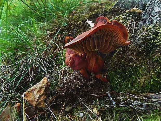 peniazovka vretenovitohlúbiková Gymnopus fusipes (Bull.) Gray