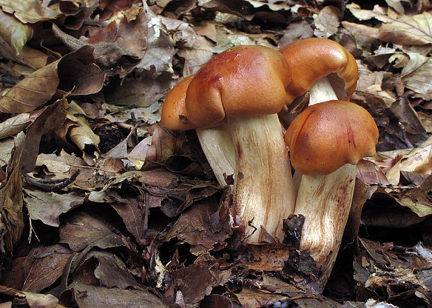 peniazovka vretenovitohlúbiková Gymnopus fusipes (Bull.) Gray