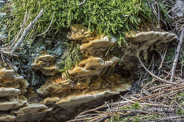 ryšavec lúčový Inonotus radiatus (Sowerby) P. Karst.