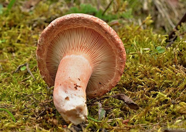 rýdzik kravský Lactarius torminosus (Schaeff.) Gray