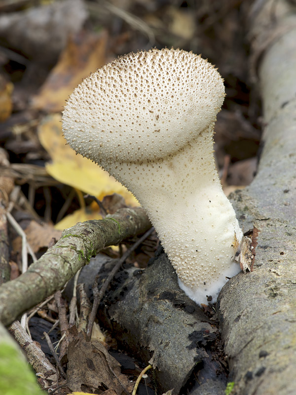 prášnica bradavičnatá Lycoperdon perlatum Pers.