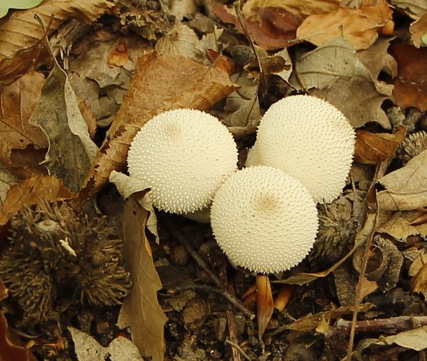 prášnica bradavičnatá Lycoperdon perlatum Pers.