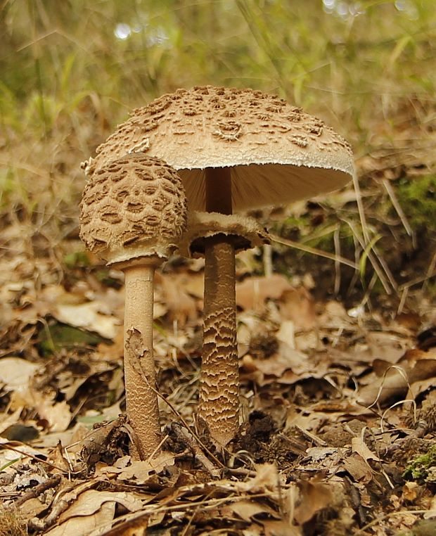 bedľa vysoká Macrolepiota procera (Scop.) Singer