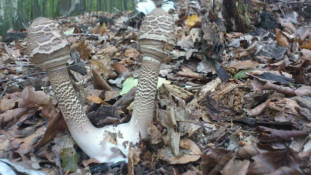 bedľa vysoká Macrolepiota procera (Scop.) Singer