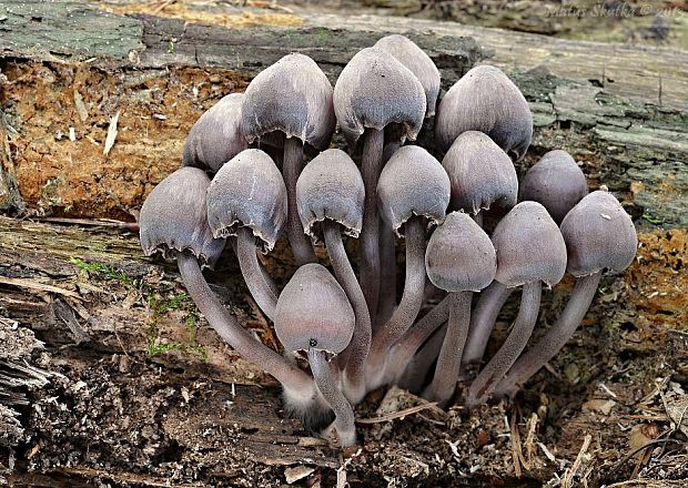 prilbička krvavomliečna Mycena haematopus (Pers.) P. Kumm.