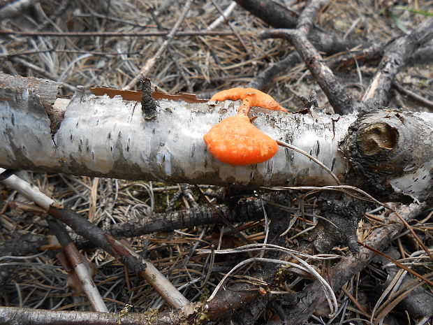 červenica rumelková Pycnoporus cinnabarinus (Jacq.) P. Karst.