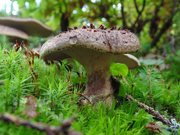 jelenkovec škridlicovitý Sarcodon imbricatus (L.) P. Karst.