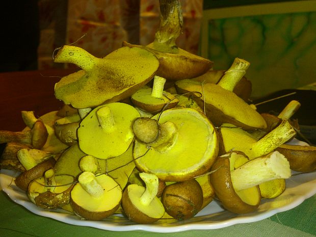 masliak smrekovcový Suillus grevillei (Klotzsch) Singer