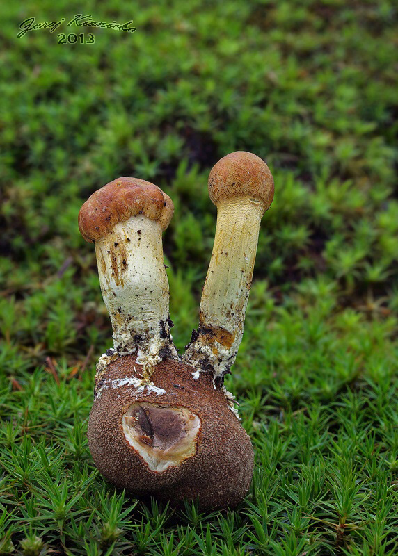 žezlovka hlavičkatá  Tolypocladium capitatum (Holmsk.) Quandt, Kepler & Spatafora