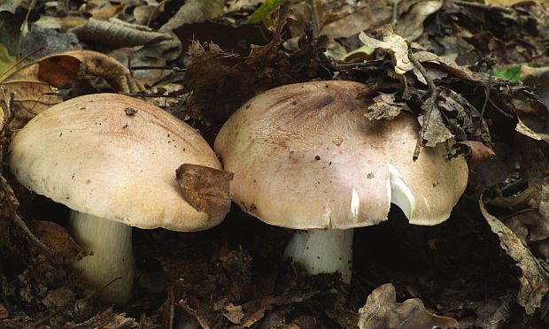 čírovka topoľová Tricholoma populinum J.E. Lange