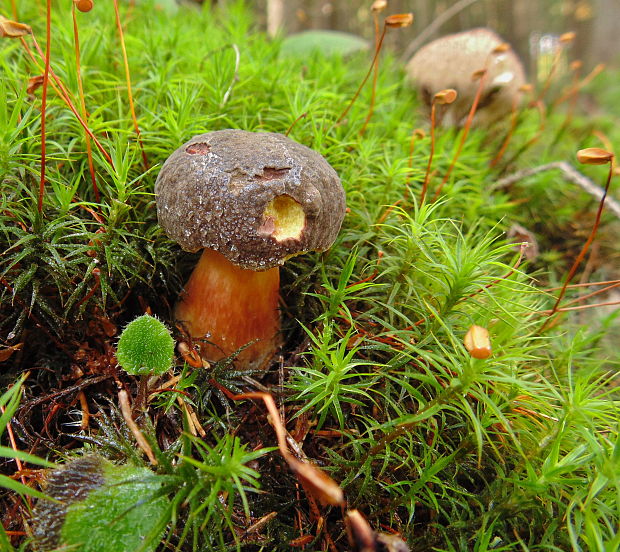 suchohríb zamatový Xerocomellus pruinatus (Fr.) Šutara