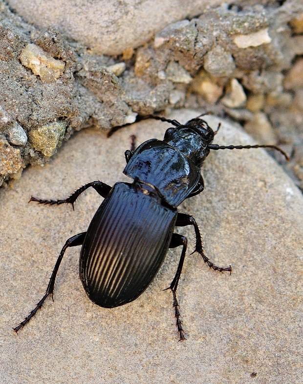 utekáčik Abax parallelus