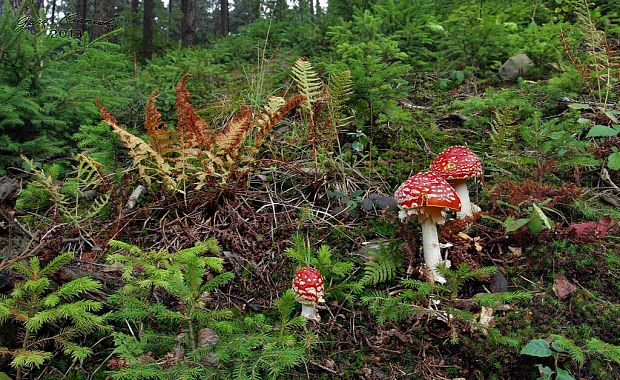 muchotrávka červená Amanita muscaria (L.) Lam.